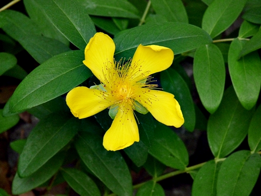 {Hypericum calycinum}